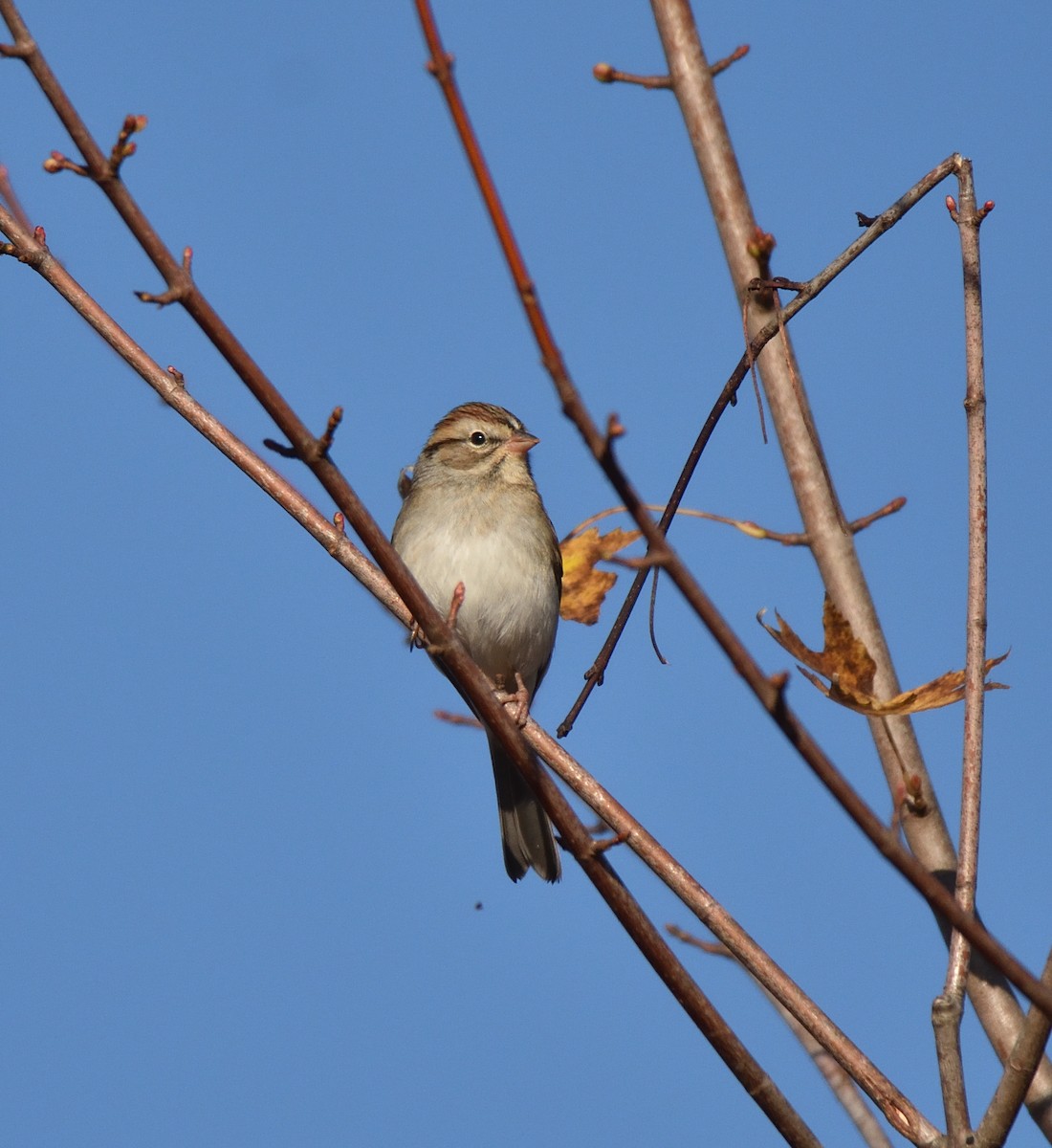 Chipping Sparrow - ML644526450