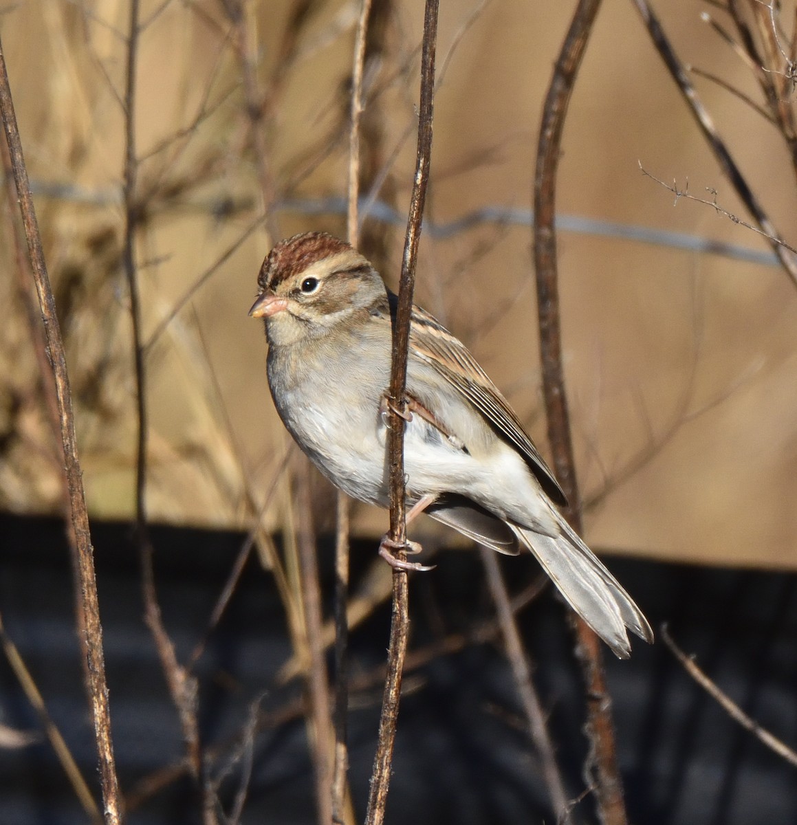 Chipping Sparrow - ML644526451