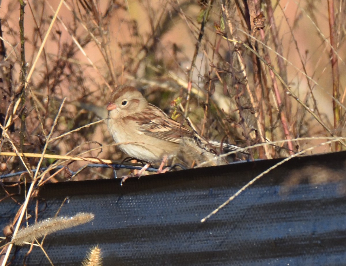 Field Sparrow - ML644526455
