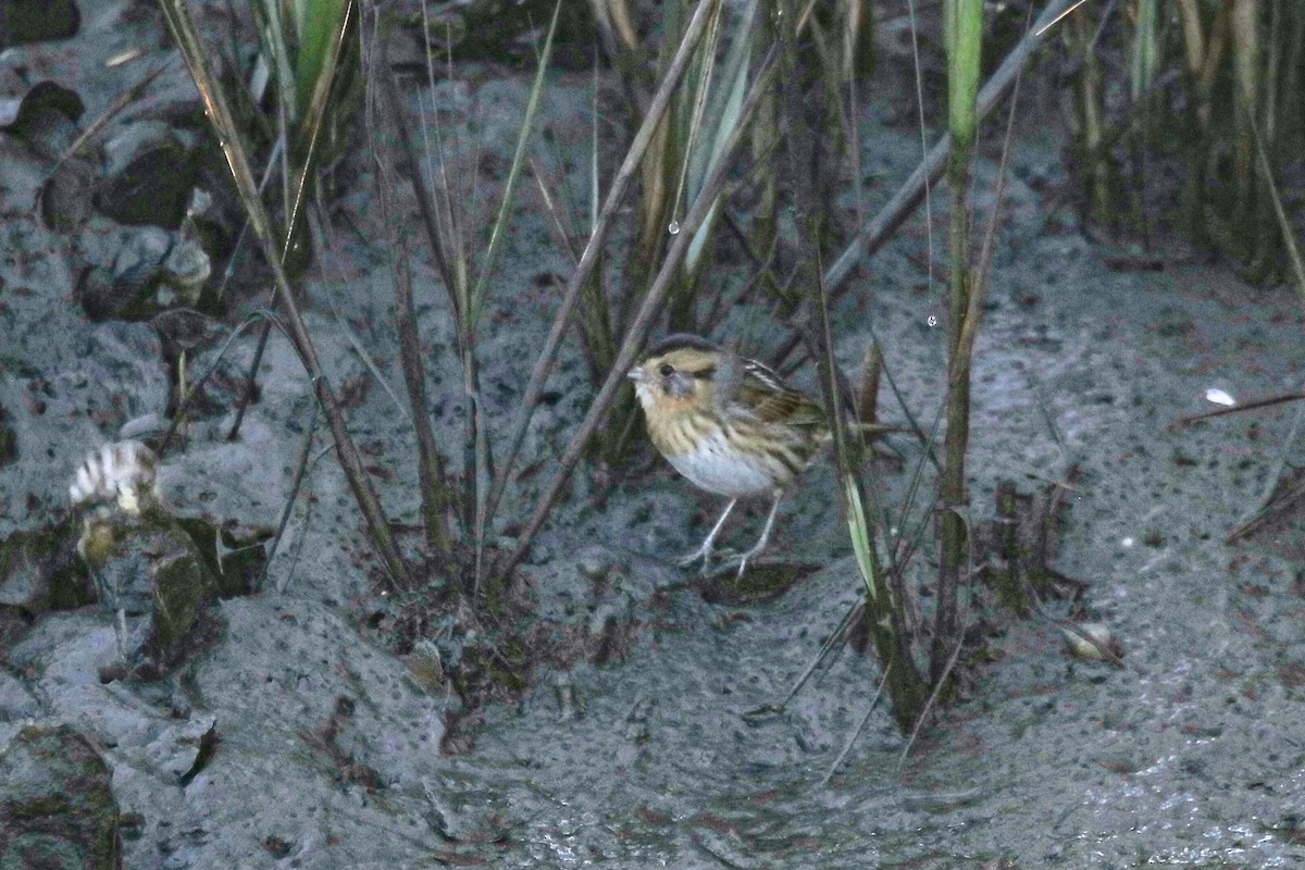 Nelson's Sparrow - ML644526456