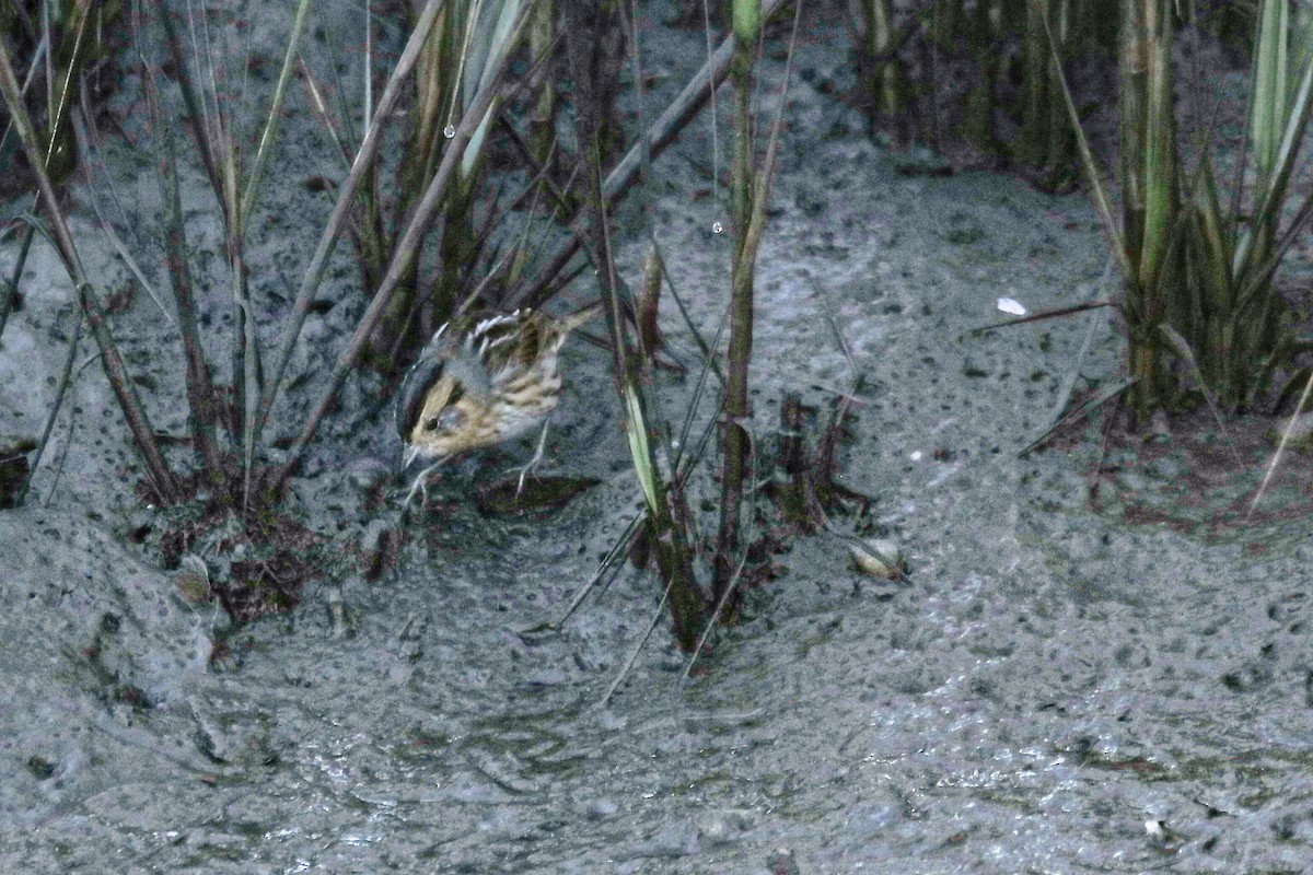 Nelson's Sparrow - ML644526457