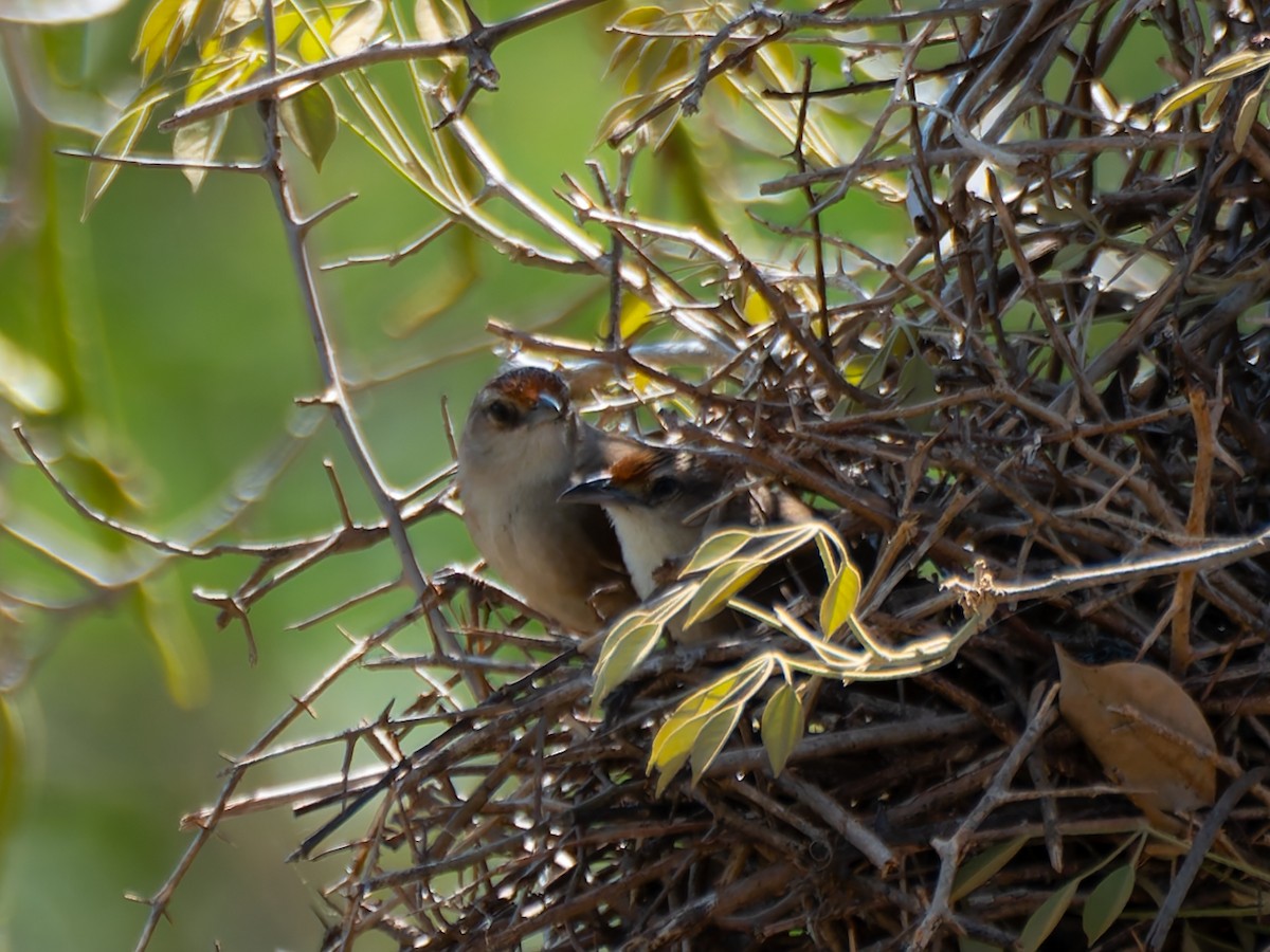 Rufous-fronted Thornbird - ML644526460