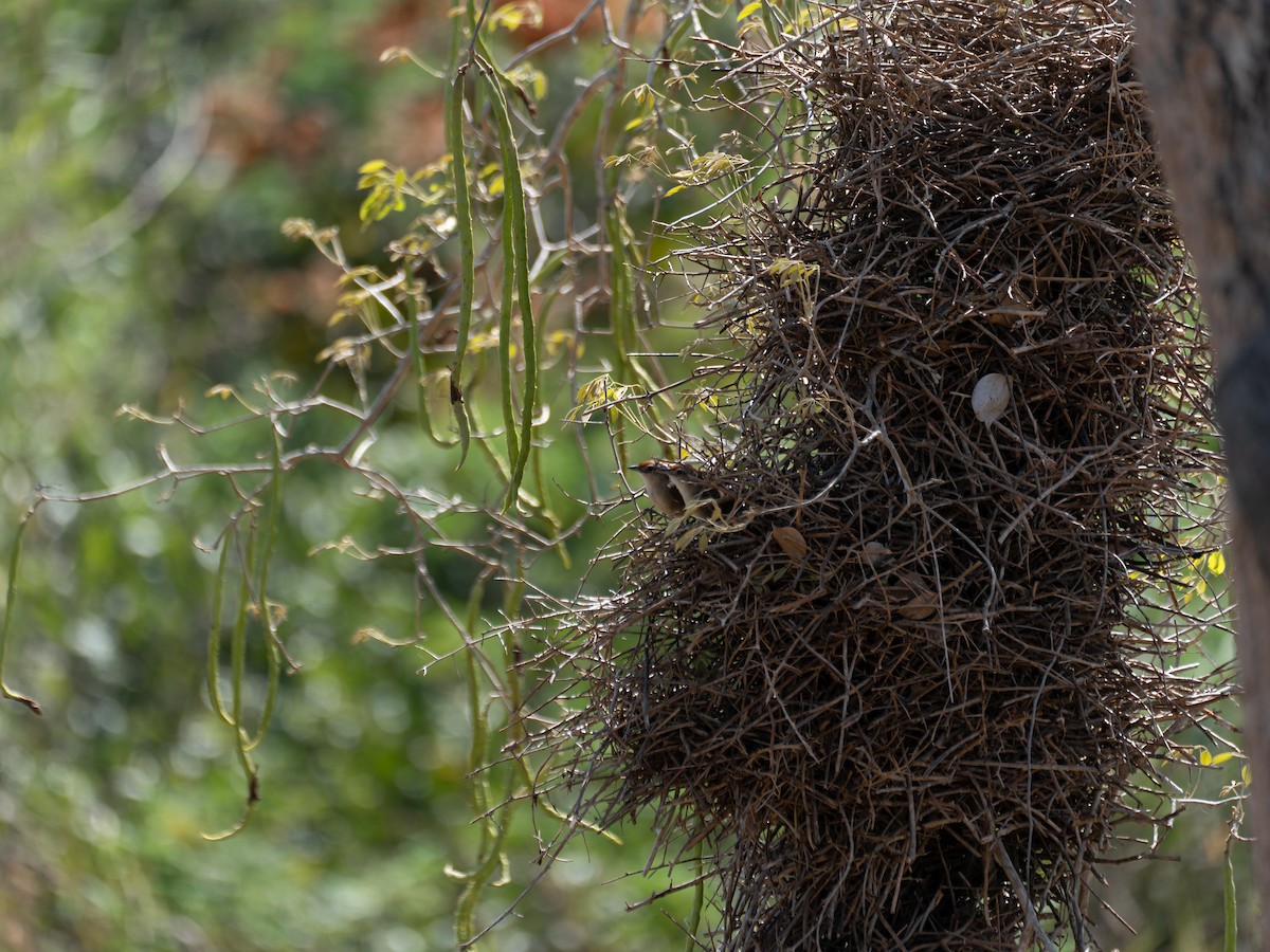 Rufous-fronted Thornbird - ML644526463