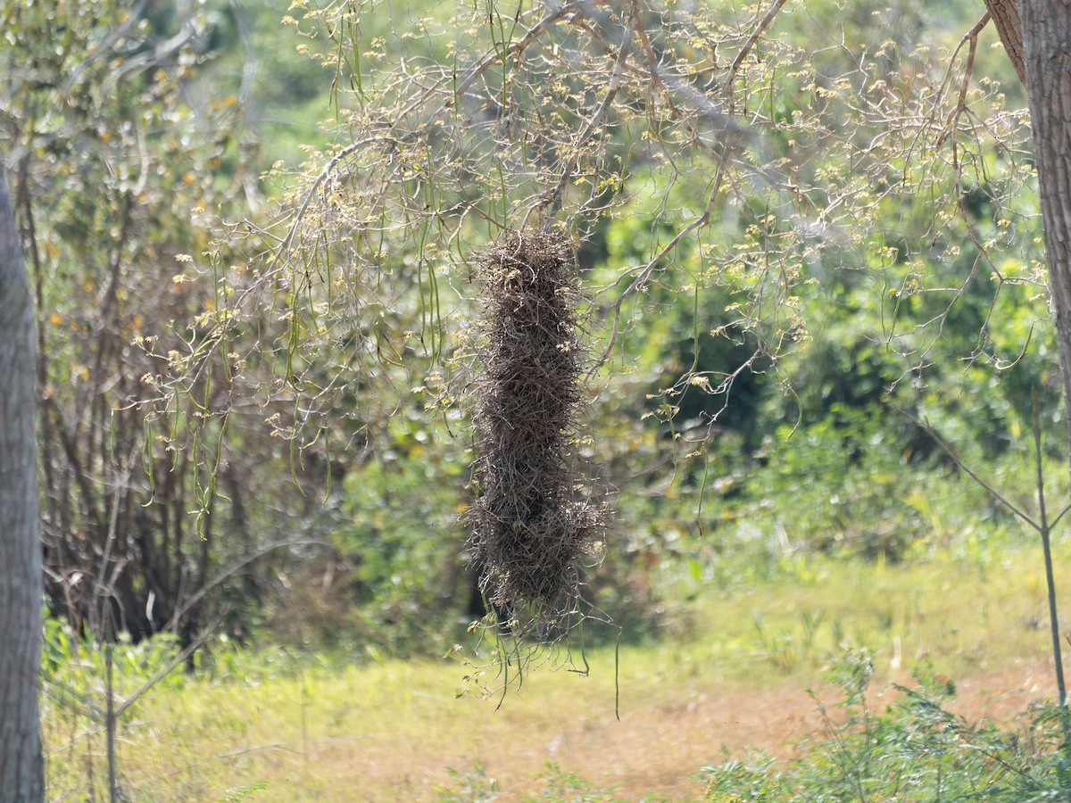Rufous-fronted Thornbird - ML644526464