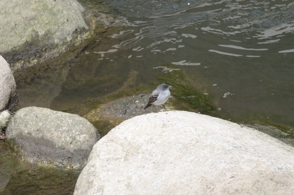 Torrent Tyrannulet - ML644526467