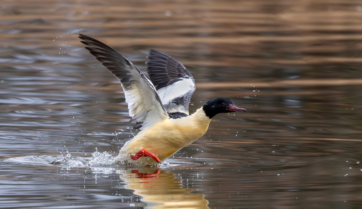 laksand - ML644526468