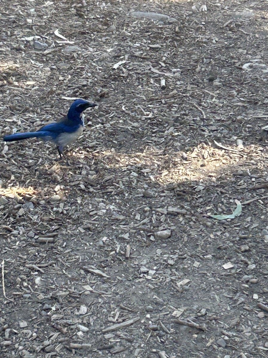 サンタクルスカケス - ML644526469