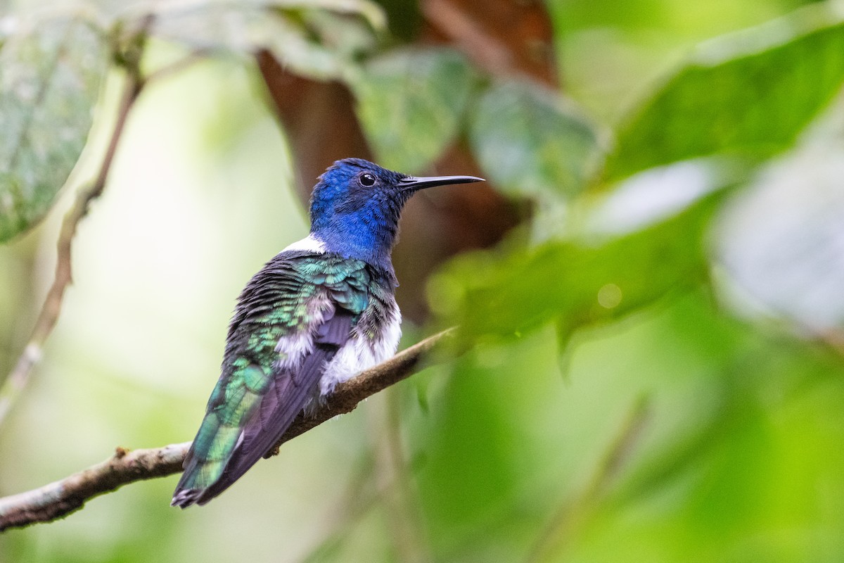 Weißnackenkolibri - ML644526471