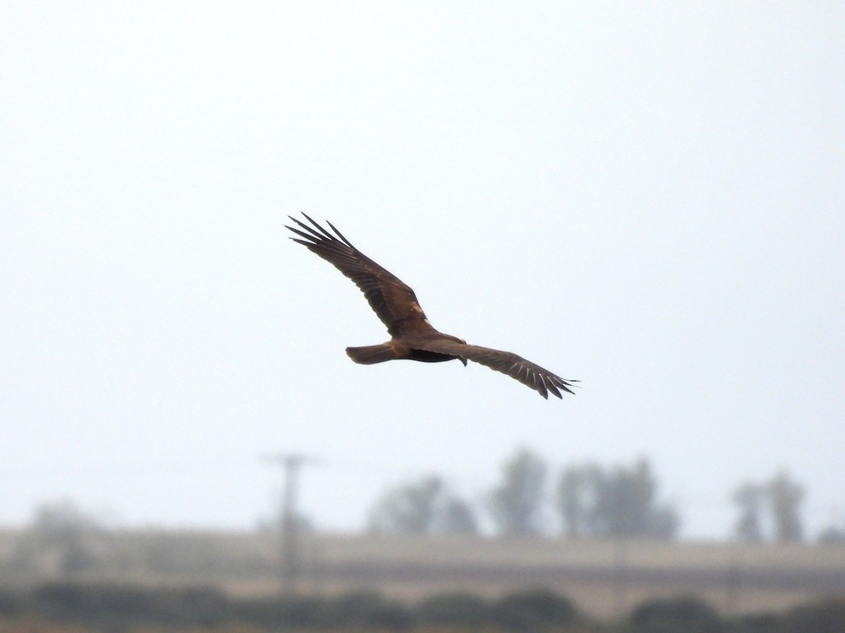 Western Marsh Harrier - ML644526475