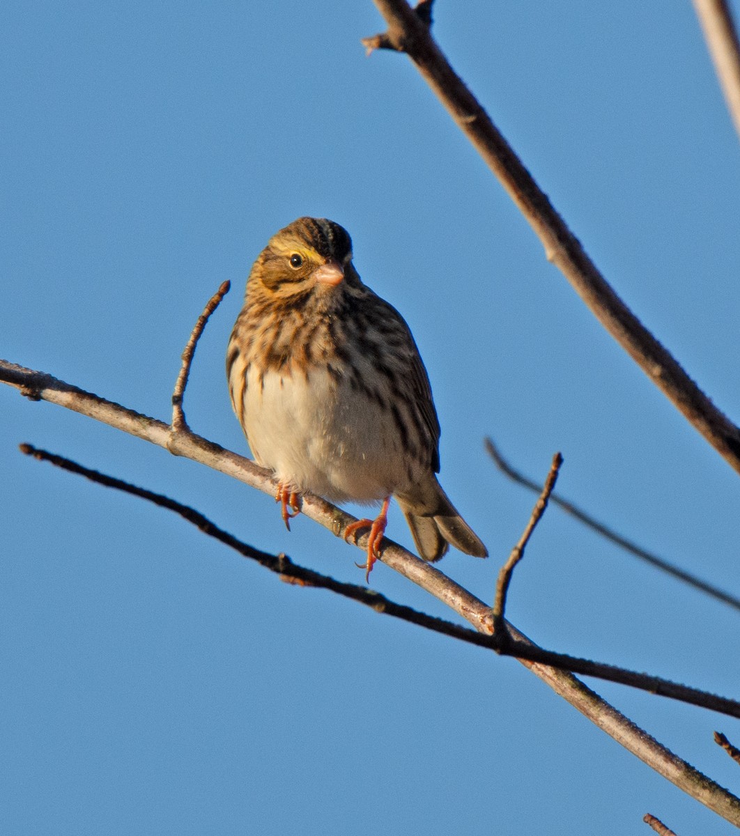 Savannah Sparrow - ML644526479