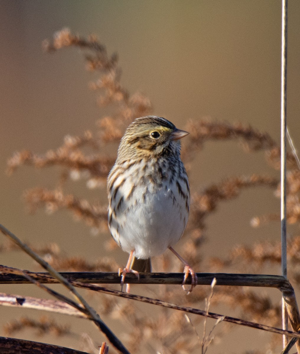 Savannah Sparrow - ML644526480