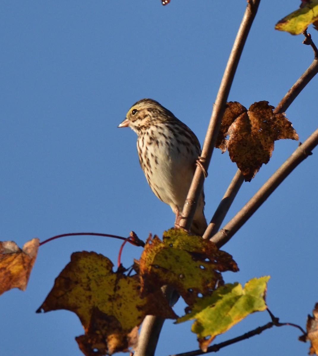 Savannah Sparrow - ML644526481