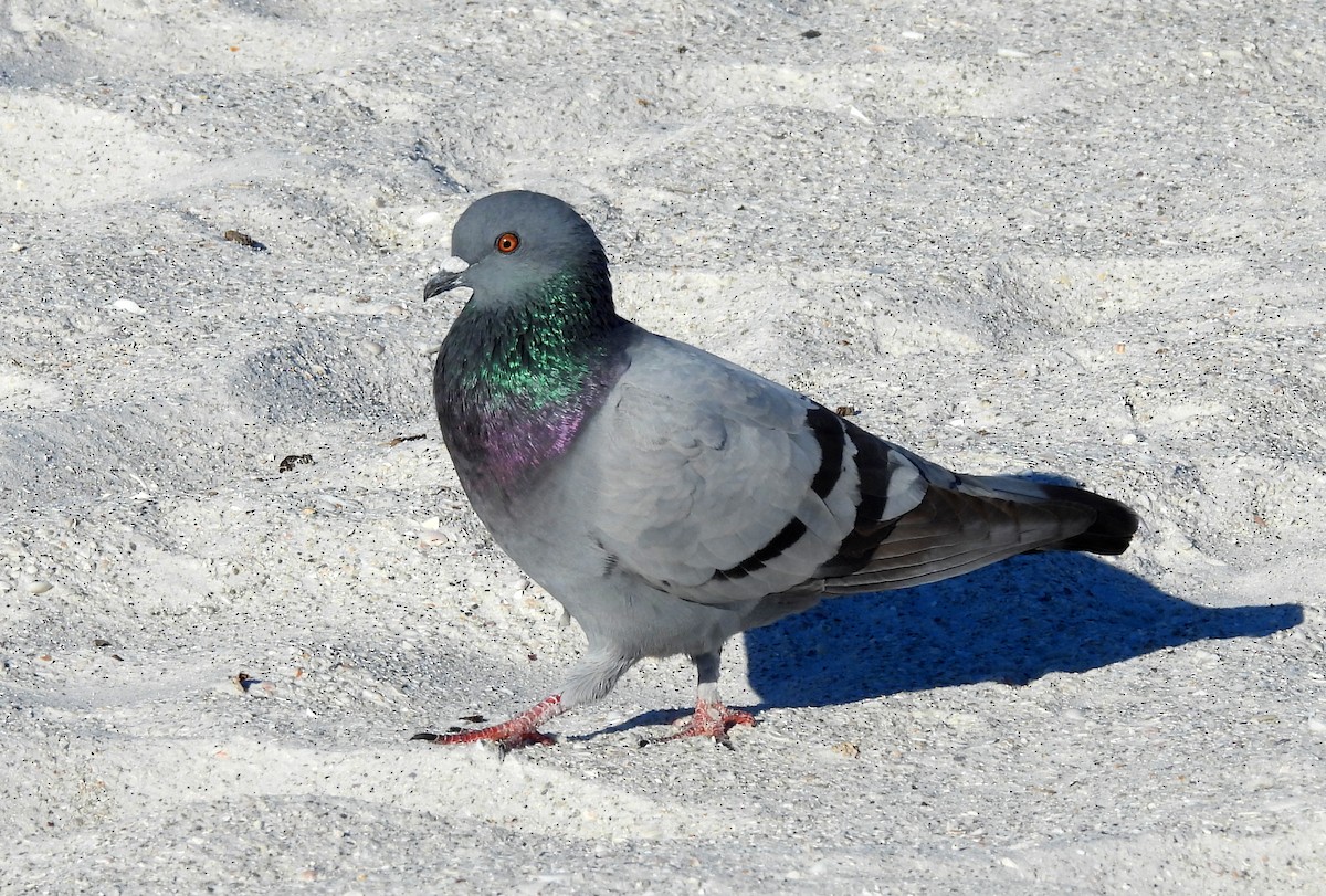 יונת בית - ML644526489