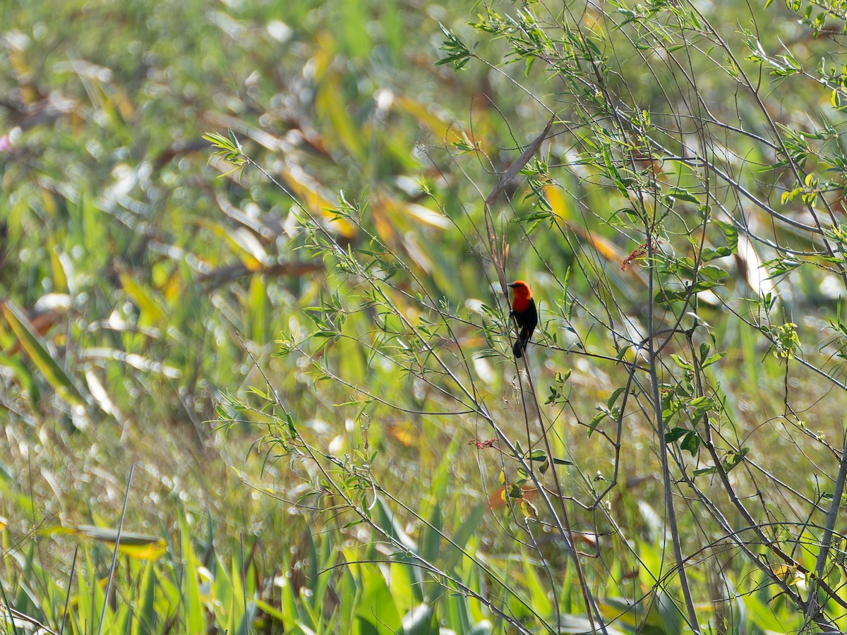 Scarlet-headed Blackbird - ML644526497