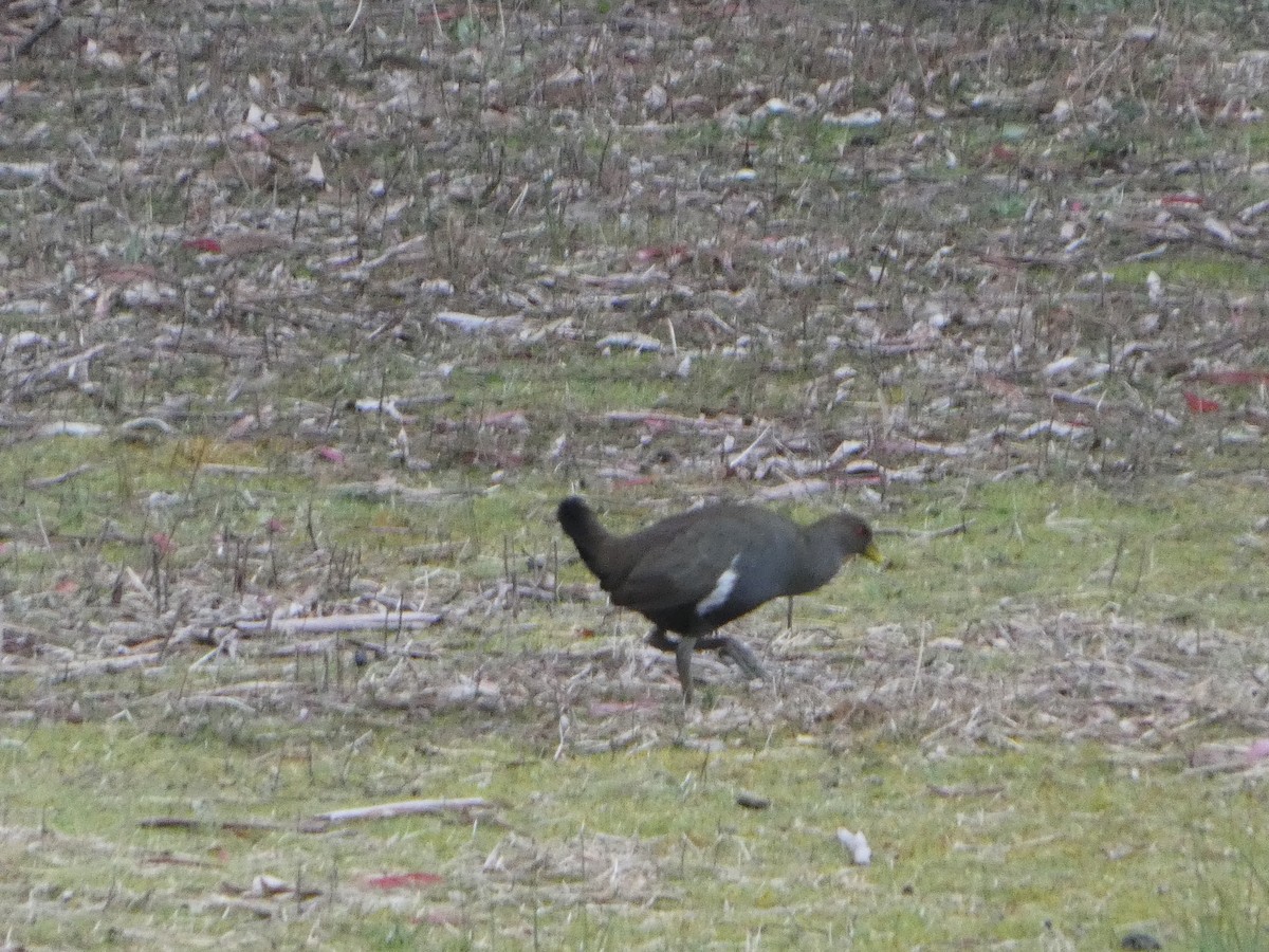 Tasmanian Nativehen - ML644526499