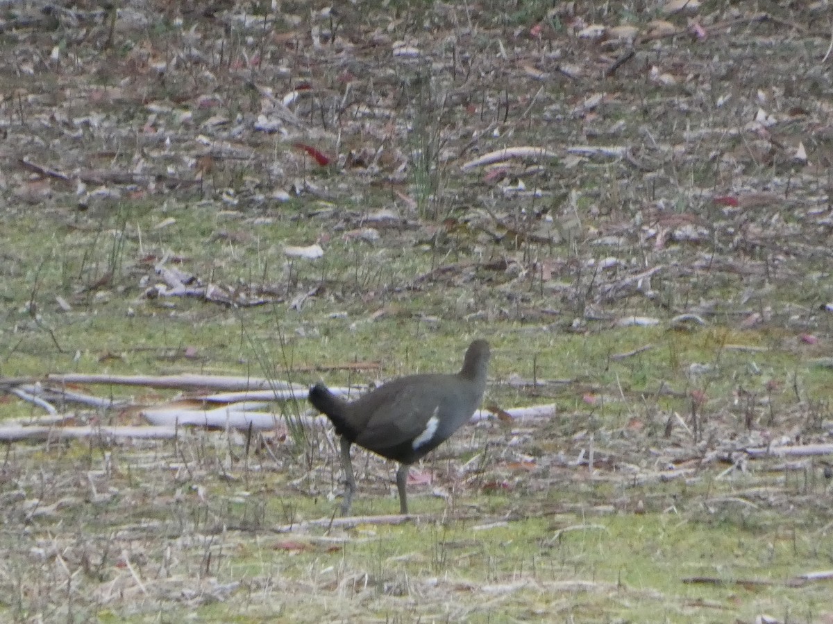 Tasmanian Nativehen - ML644526500