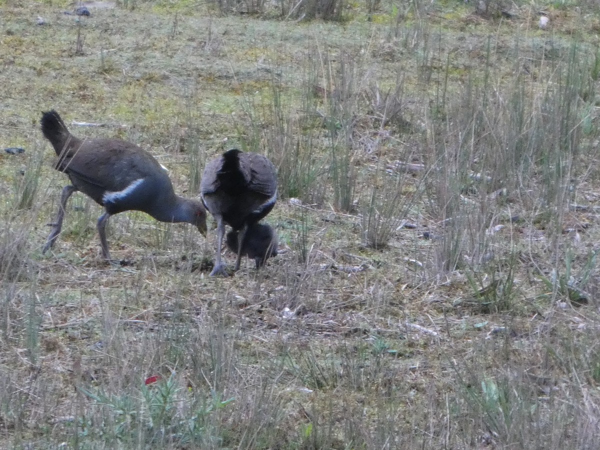 Tasmanian Nativehen - ML644526501