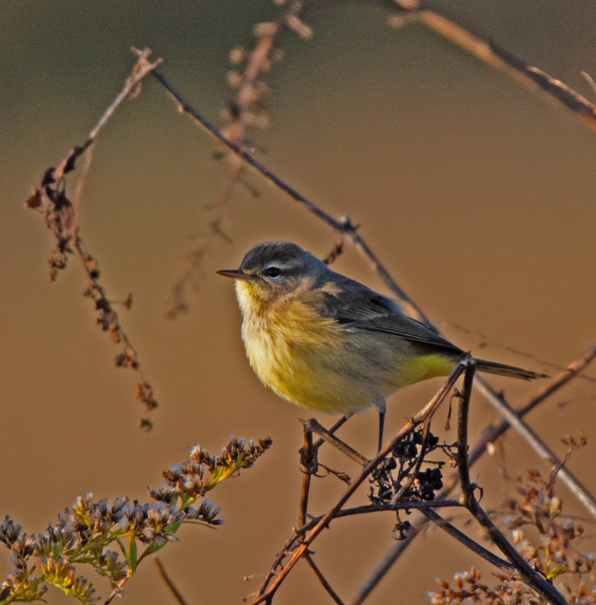 Palm Warbler - ML644526505
