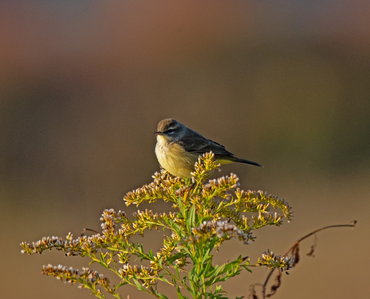 Palm Warbler - ML644526506