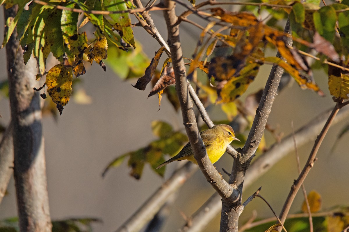Palm Warbler - ML644526508