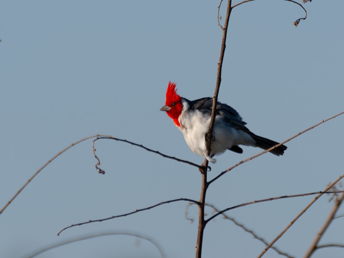 Red-crested Cardinal - ML644526521