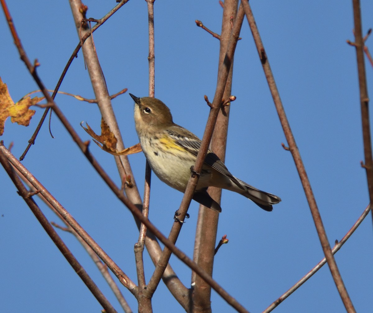 Yellow-rumped Warbler - ML644526524