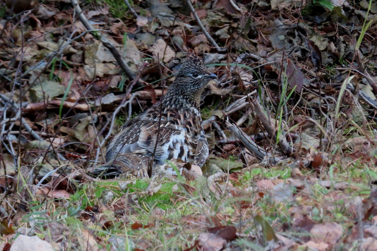 kragejerpe - ML644526525