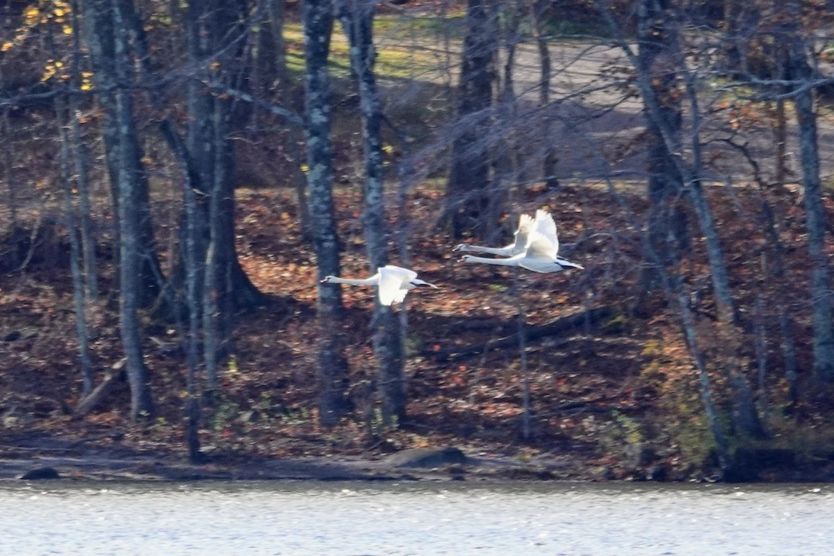 Mute Swan - ML644526531