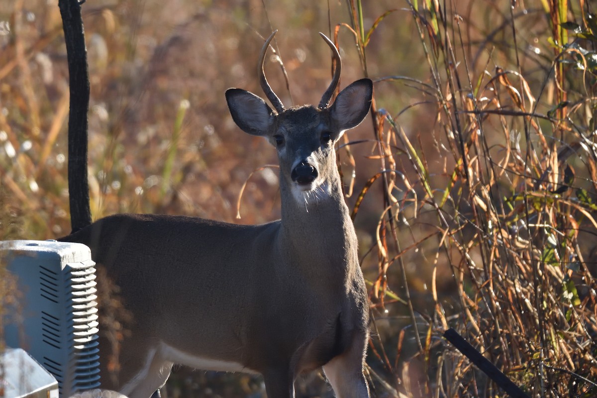 Mammals - ML644526536