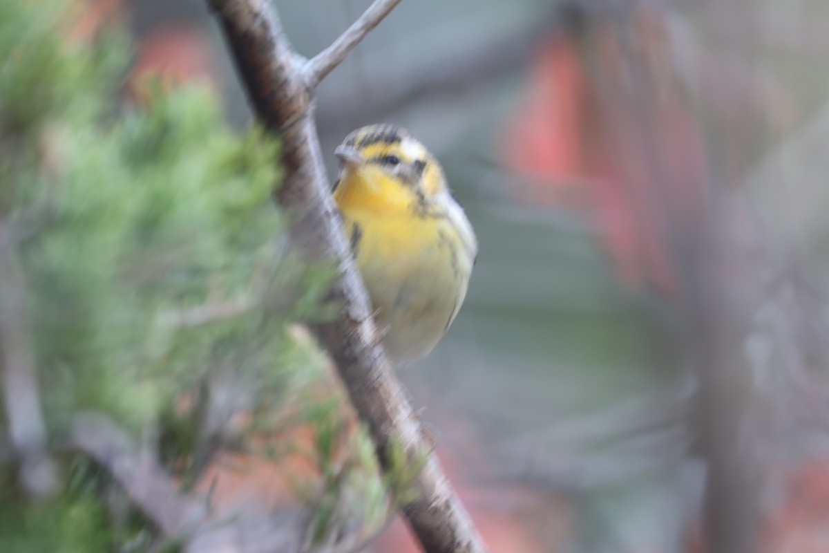 Blackburnian Warbler - ML644526542