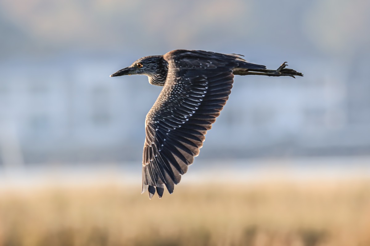 Yellow-crowned Night Heron - ML644526543
