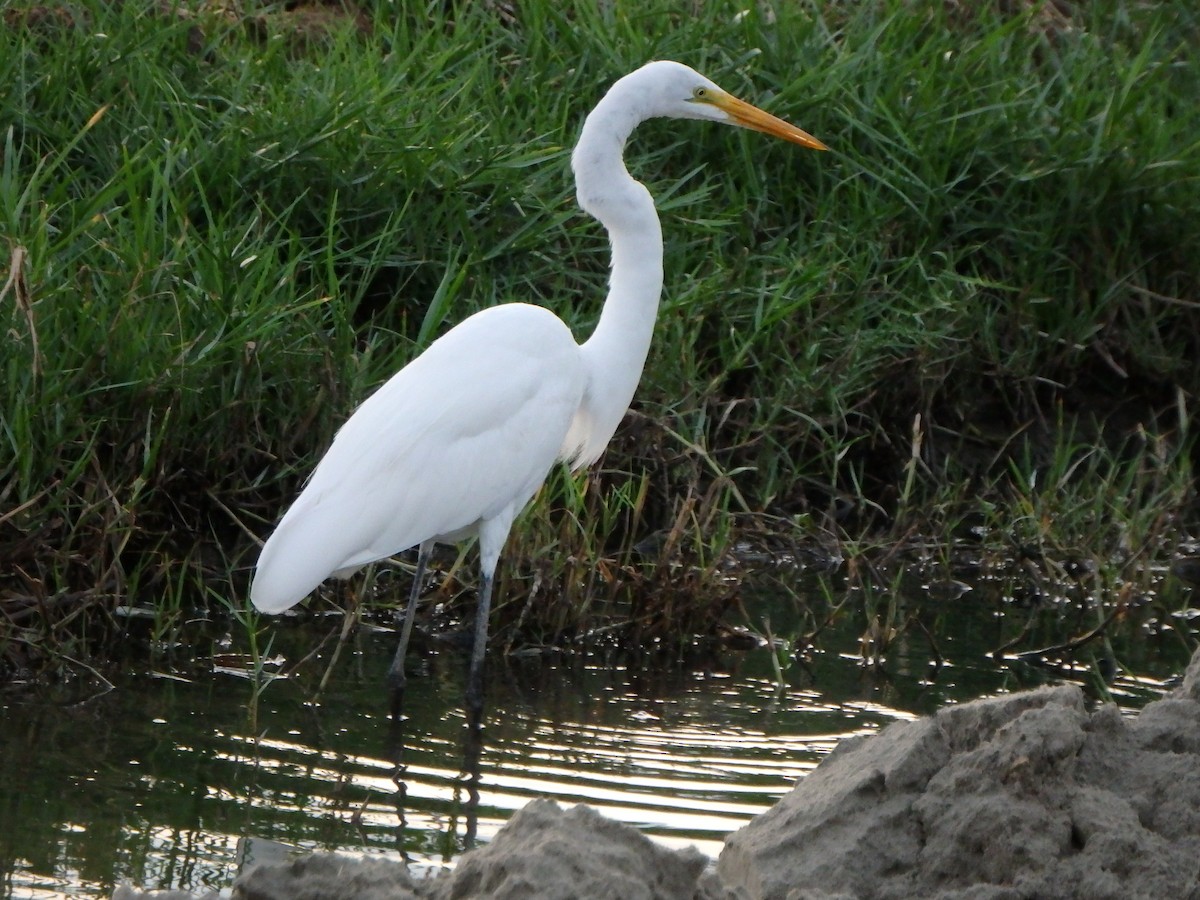 egretthegre - ML644526549