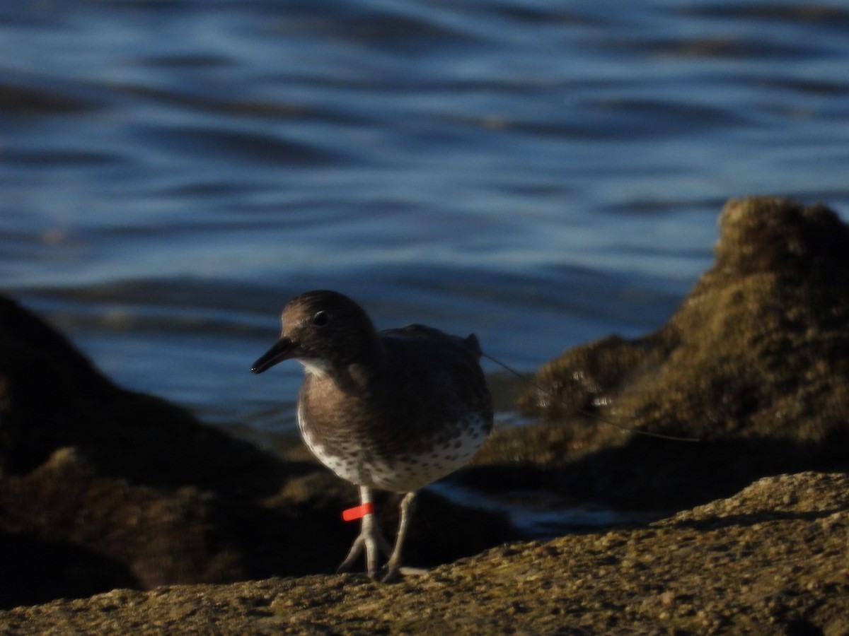 アライソシギ - ML644526550