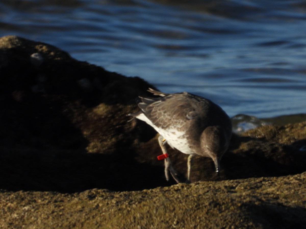 アライソシギ - ML644526551