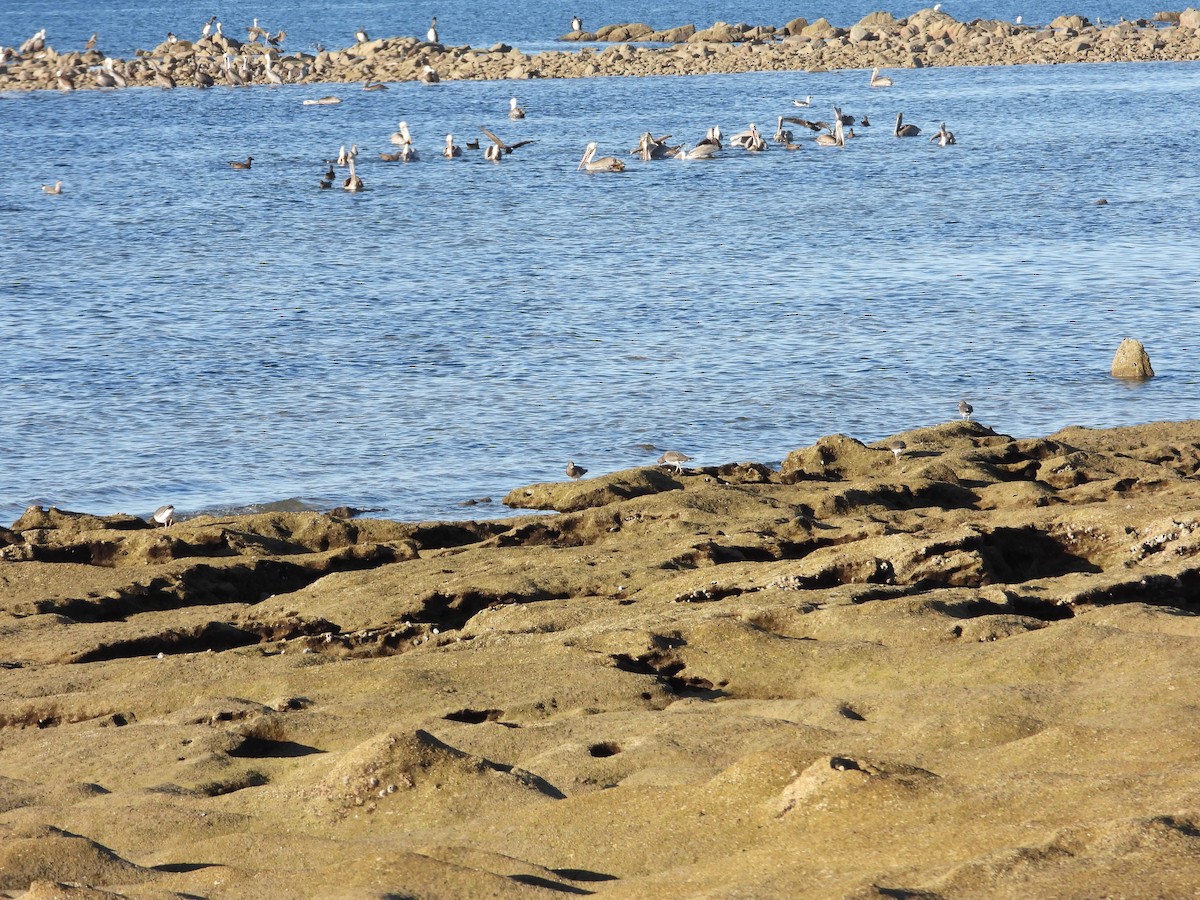 アライソシギ - ML644526553