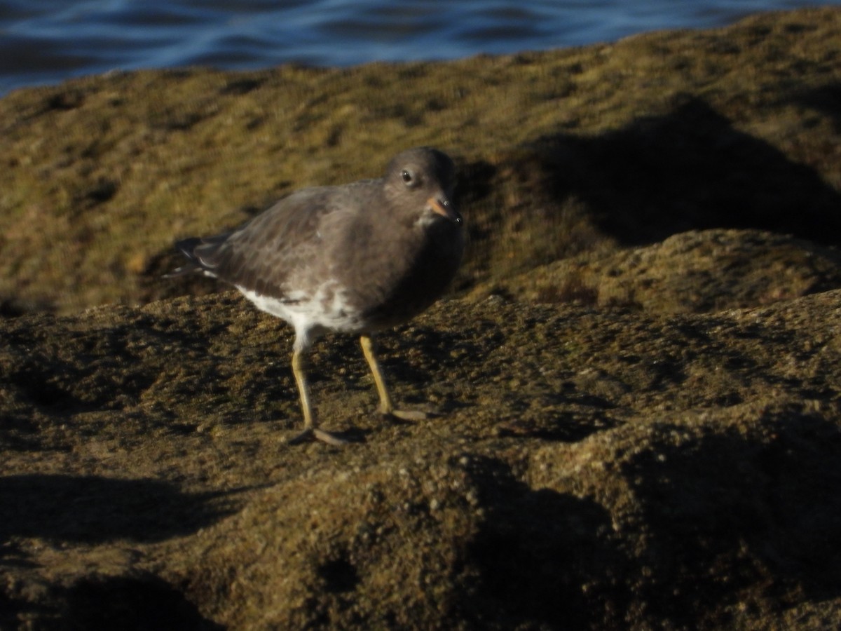 brottsnipe - ML644526554