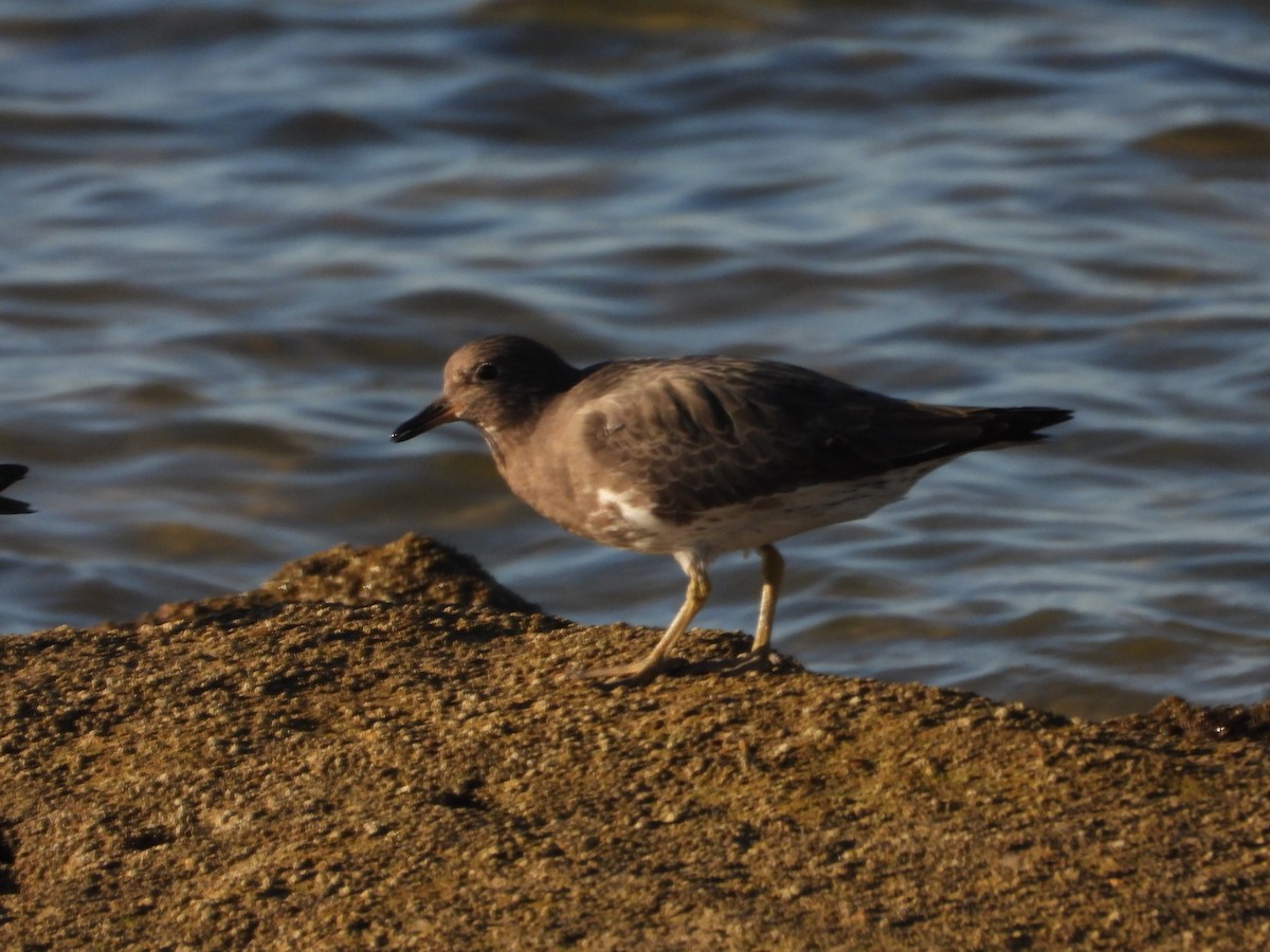 アライソシギ - ML644526555