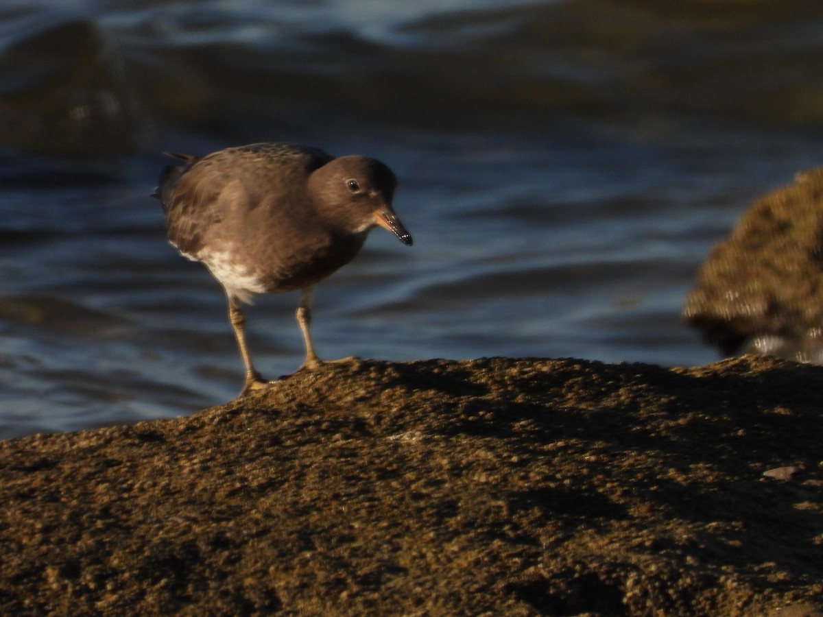 アライソシギ - ML644526557