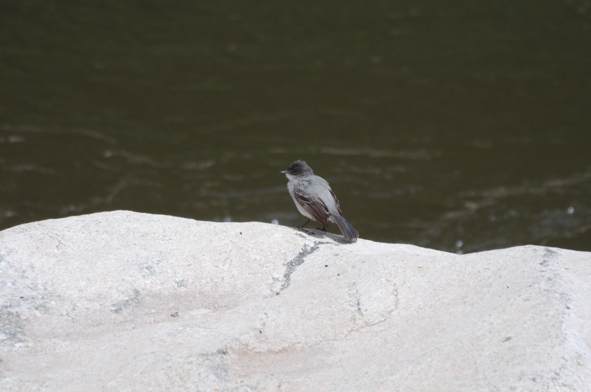 strømtyrannulett - ML644526558