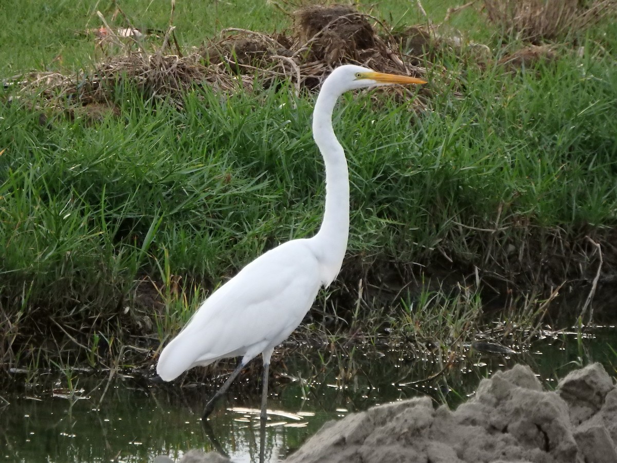 egretthegre - ML644526560