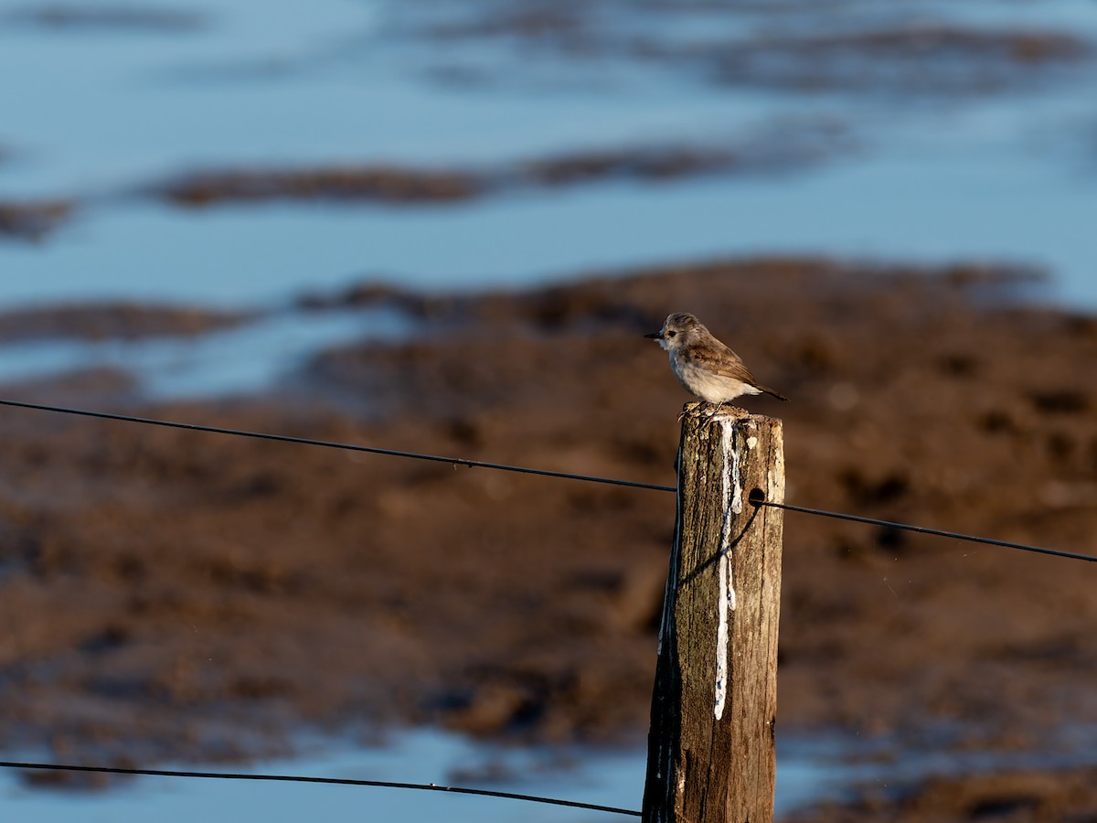 hvithodetyrann - ML644526561