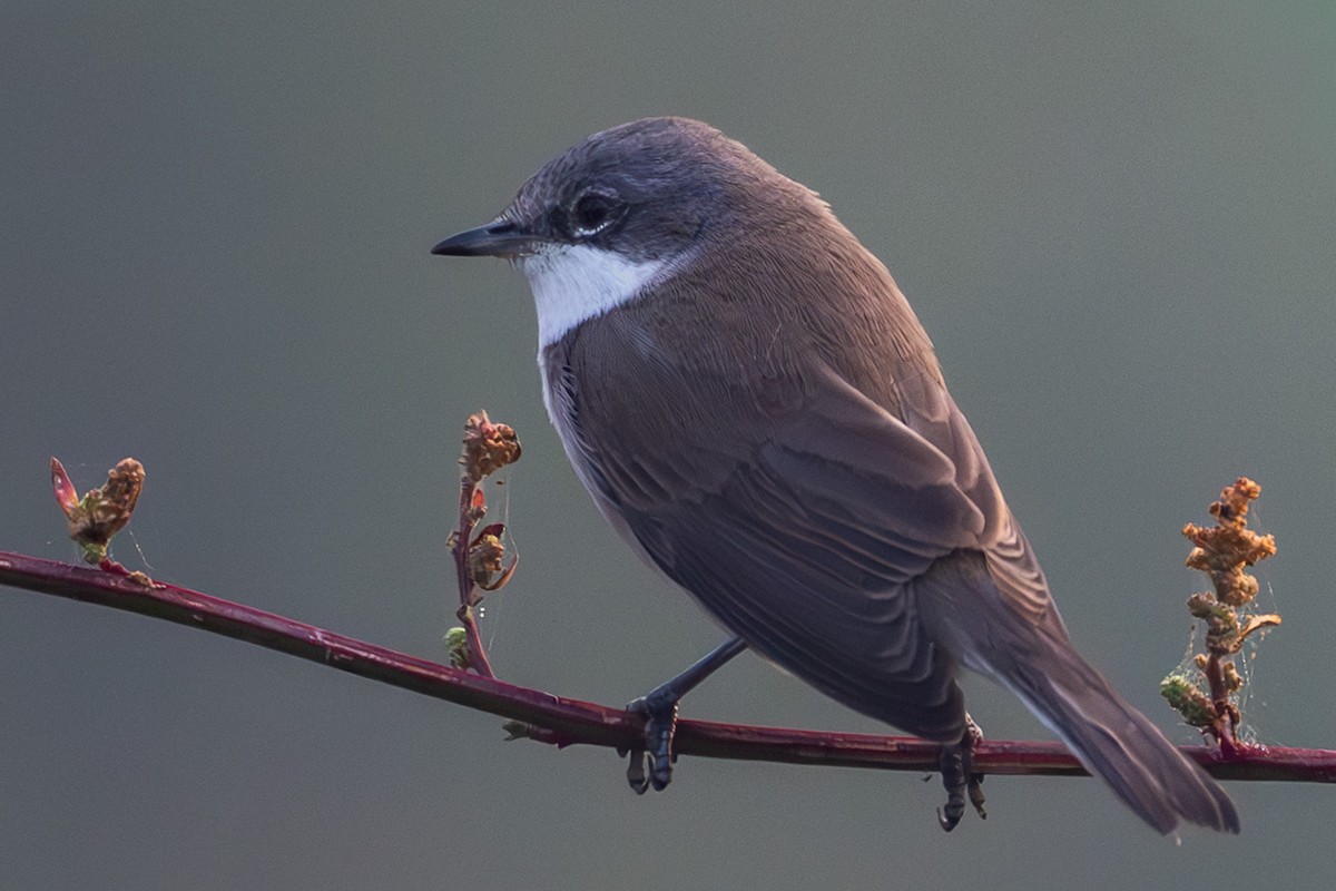 møller - ML644526562