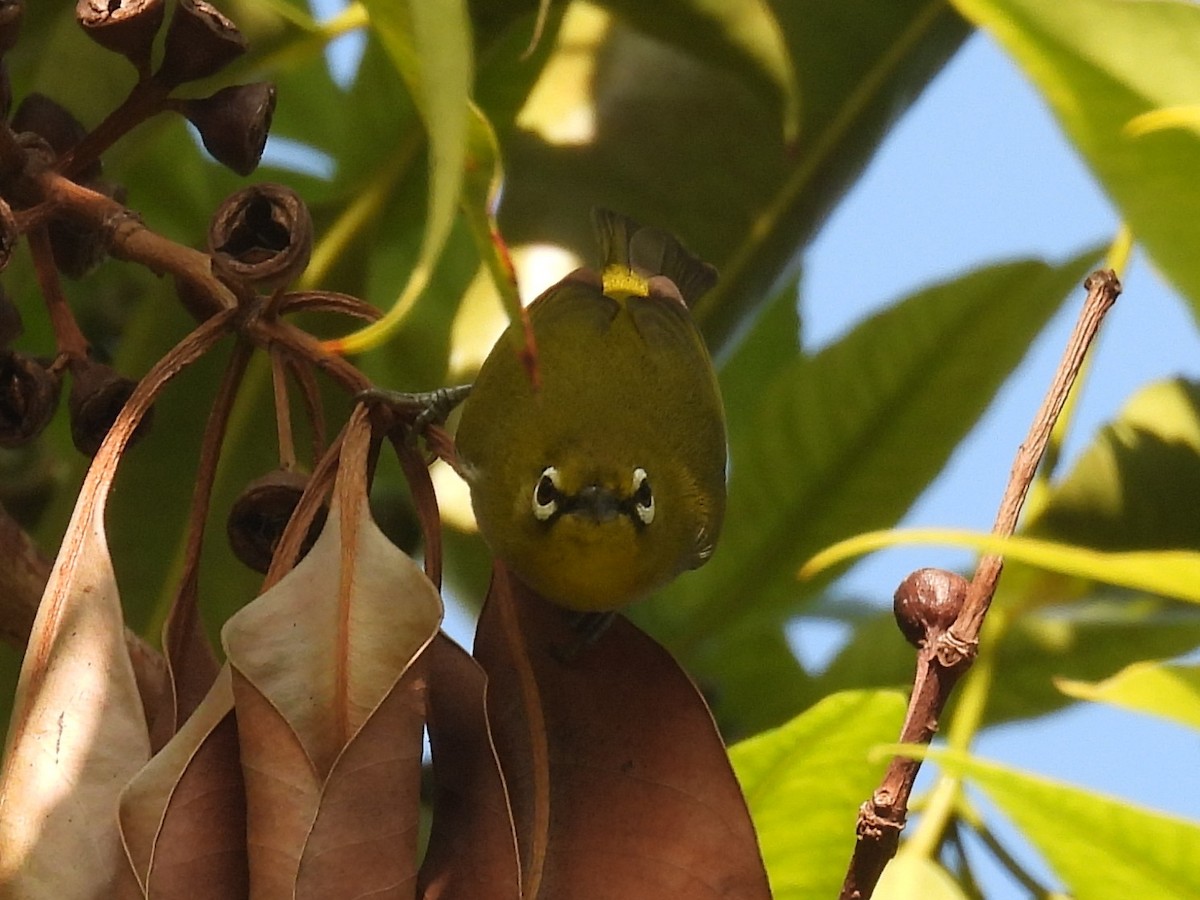 orientbrillefugl - ML644526563