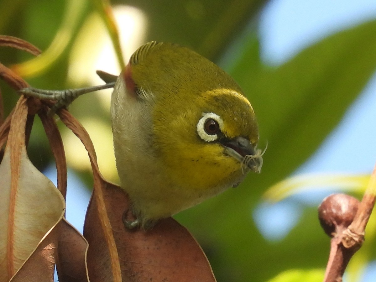 orientbrillefugl - ML644526564