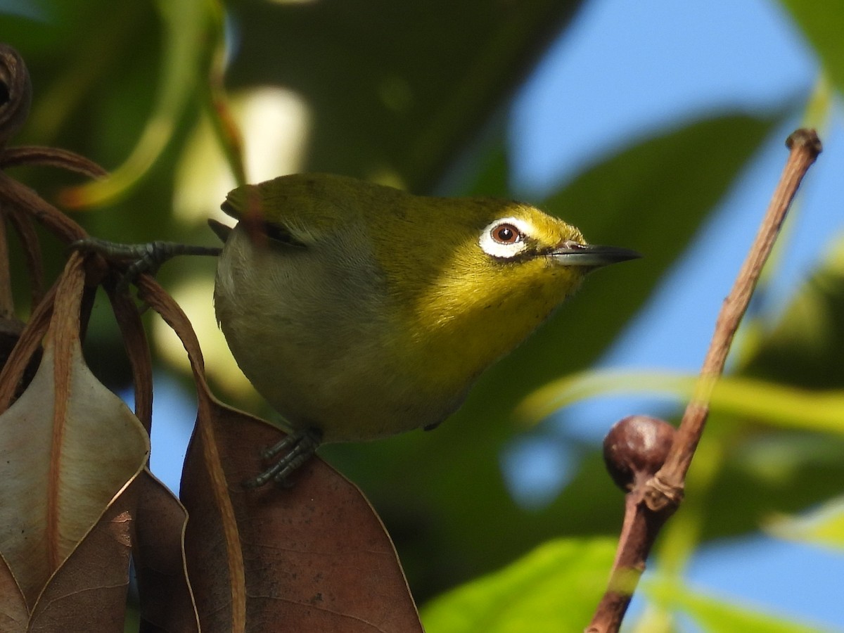 orientbrillefugl - ML644526565