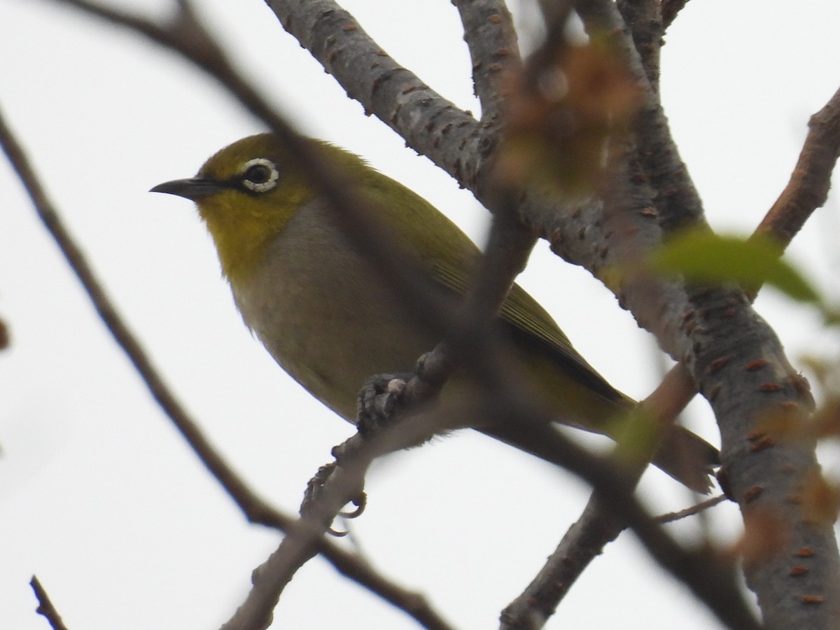 orientbrillefugl - ML644526566