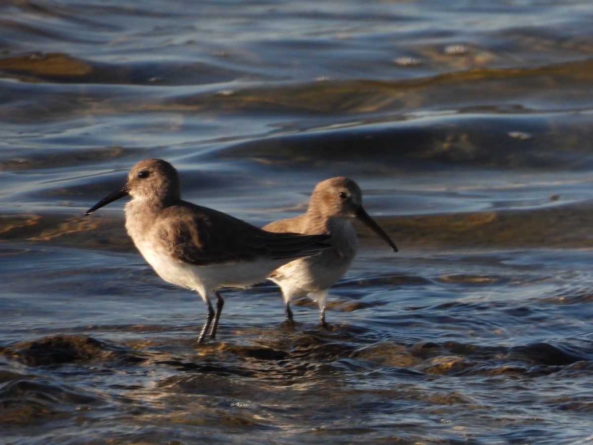 myrsnipe - ML644526568