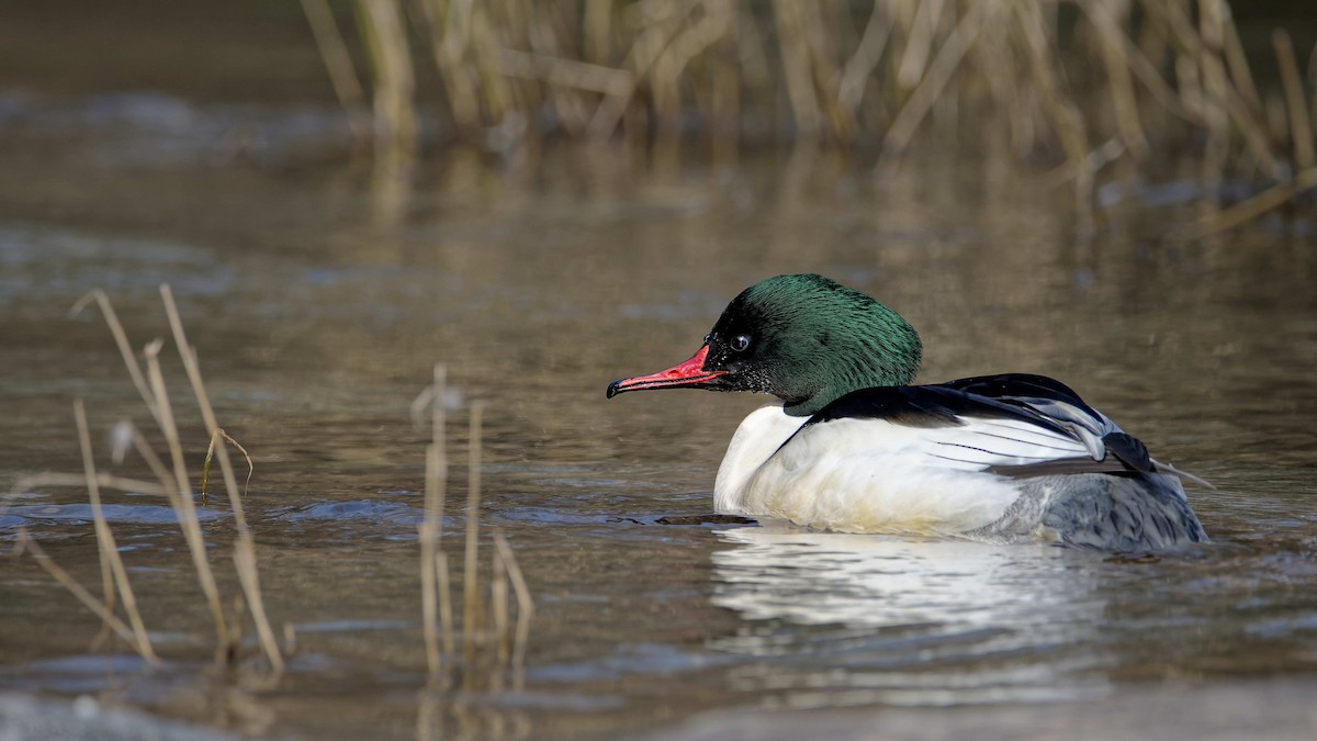 laksand - ML644526569