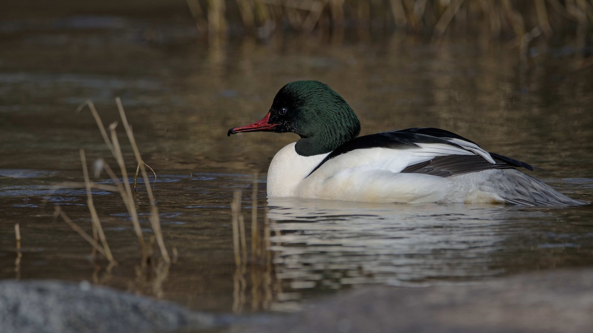 laksand - ML644526570