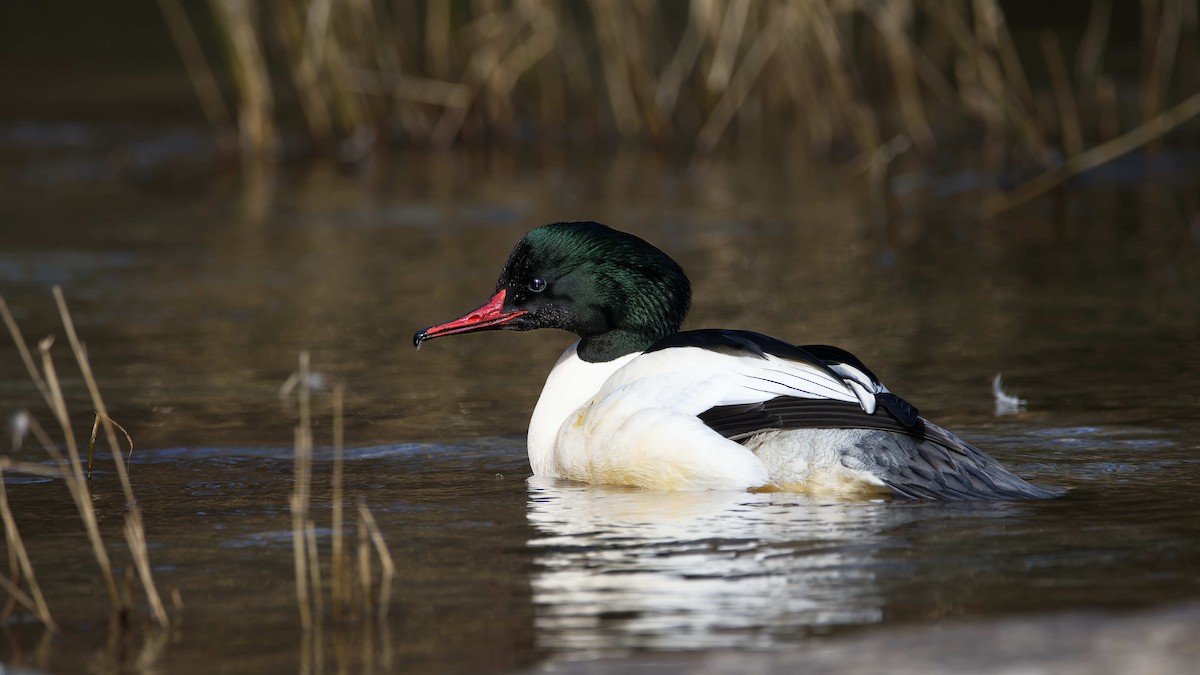 laksand - ML644526571